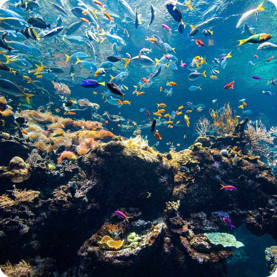 The Steinhart Aquarium